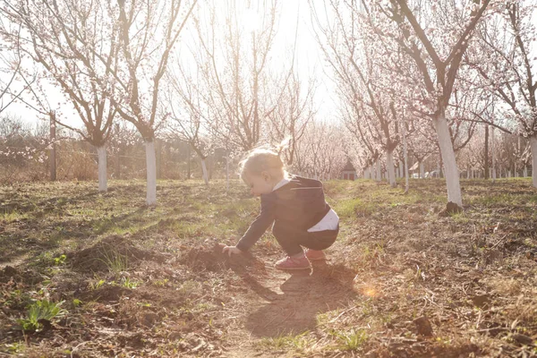 Bambina godendo di una giornata nel frutteto in fiore, un fine settimana in t — Foto Stock