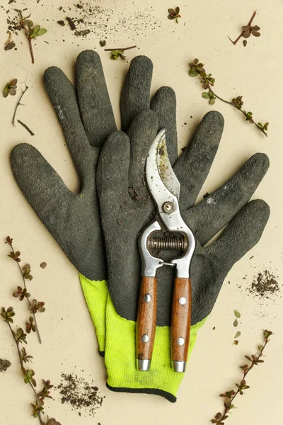 Basic gardening set. Tree pruning scissors and glows with twigs