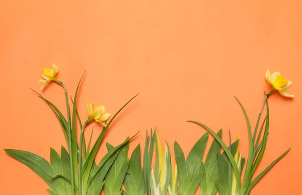 Estúdio tiro de flores amarelas Narciso no fundo laranja — Fotografia de Stock