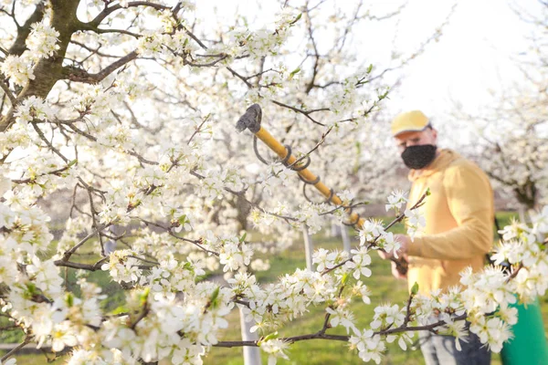 Agricultural Worker Spraying Pesticide Fruit Trees Disease Insect Management Fruit — Stock Photo, Image