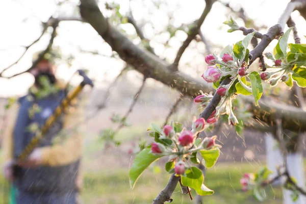Trabalhador Agrícola Pulverizando Pesticida Árvores Fruto Doença Manejo Insetos Pomar — Fotografia de Stock