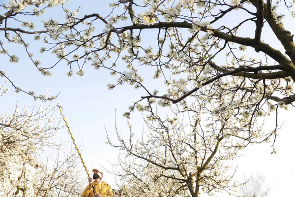 果樹に農薬散布する農業従事者 果樹園の病気そして昆虫管理 フルーツツリーケア — ストック写真