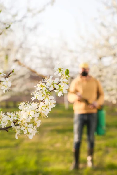 Landarbeiter Versprühen Pestizide Auf Obstbäume Krankheits Und Insektenmanagement Obstgarten Obstbaumpflege — Stockfoto