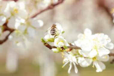 Meyve bahçesinde Bahar - çiçek açan ağaç ve arı