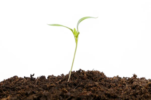 Young Paprika Plants Soil Isolated White — Stock Photo, Image