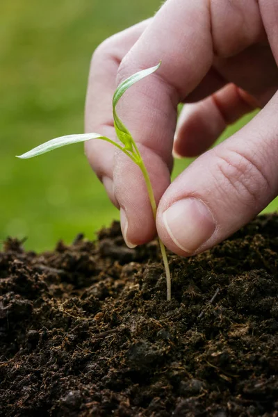 Plantio Jovem Páprica Planta Jardim — Fotografia de Stock