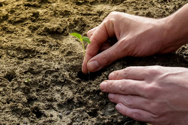 Plantio Jovem Páprica Planta Jardim — Fotografia de Stock