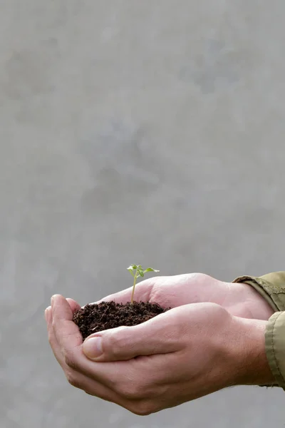 Hands Holding Plant Seed Germinating Soil — Stock Photo, Image