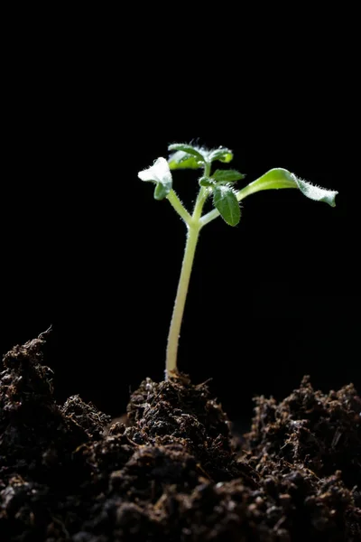 New Plant Seed Germinting Soil — Stock Photo, Image