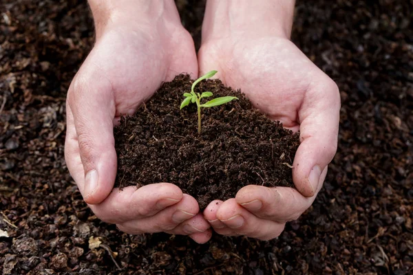 Mãos Segurando Sementes Plantas Que Germinam Solo — Fotografia de Stock