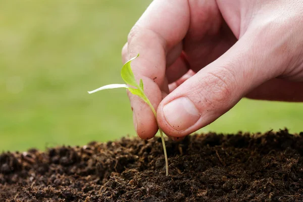 Planting Young Paprika Plant Garden — Stock Photo, Image