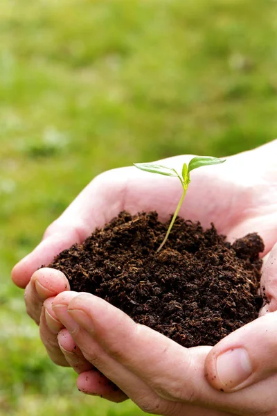 手捧植物种子从土壤中发芽 — 图库照片