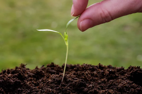 Planting Young Paprika Plant Garden — Stock Photo, Image