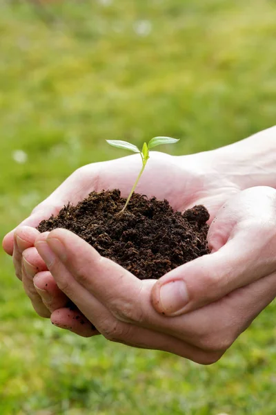 Hands Holding Plant Seed Germinating Soil — Stock Photo, Image