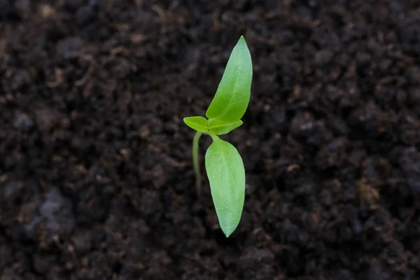 New Plant Seed Germinting Soil — Stock Photo, Image