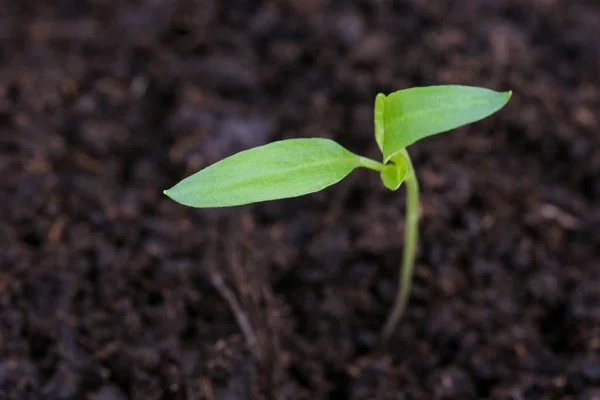 土壌から新しい植物種子の発芽 — ストック写真