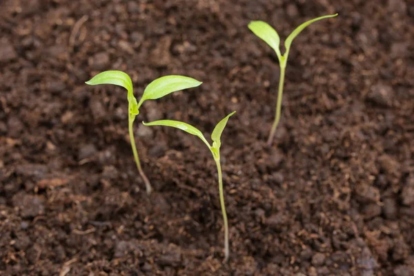 Young Plants Soil — Stock Photo, Image