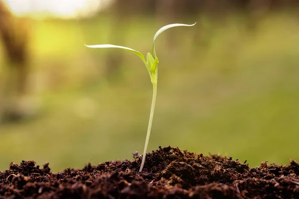 New Plant Seed Germinting Soil — Stock Photo, Image