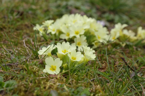 Kwiaty Primrose Łące — Zdjęcie stockowe