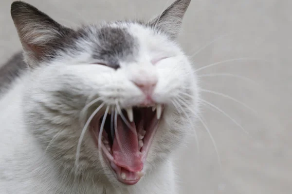 Kedi Yüz Görünümü Kadar Yakın — Stok fotoğraf