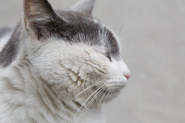 Feline Face Close View — Fotografie, imagine de stoc