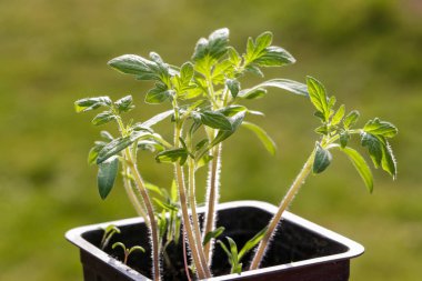 Topraktan çimlenme yeni bitki tohumu