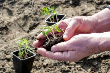 Topraktan çimçimleme yeni bitki tohumu, genç domates bitkisi
