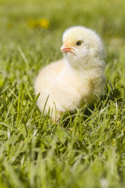 Çayırda sevimli bebek tavuk