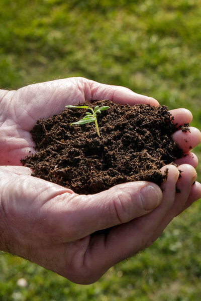 Hands holding plant seed germinating from the soil