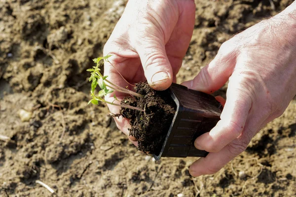 Plantando Planta Tomate Jovem Jardim — Fotografia de Stock