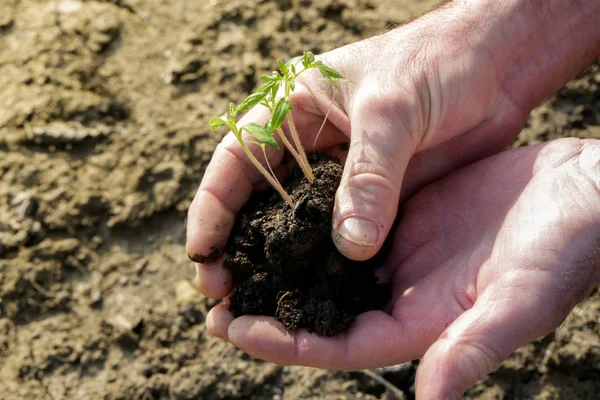 Hands holding plant seed germinating from the soil