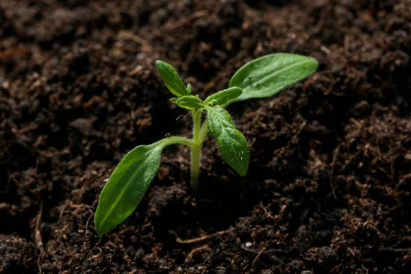 New Plant Seed Germinting Soil — Stock Photo, Image