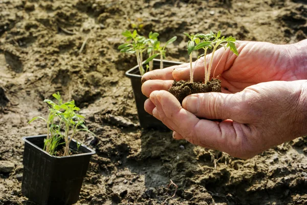 从土壤中发芽的新植物种子 年轻的番茄植物 — 图库照片