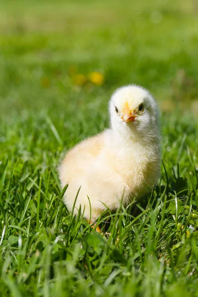 牧草地でかわいい赤ちゃん鶏 — ストック写真
