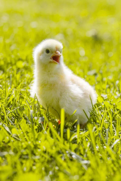 Niedliche Baby Hühner Auf Der Wiese — Stockfoto