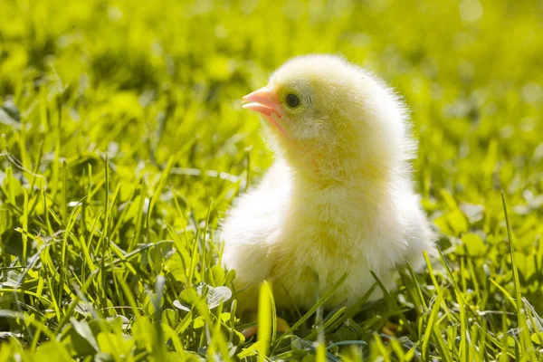 Çayırda Sevimli Bebek Tavuk — Stok fotoğraf