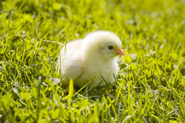 Mignon Poulet Bébé Sur Prairie — Photo