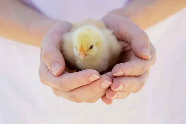 Frango Bebê Bonito Nas Mãos — Fotografia de Stock