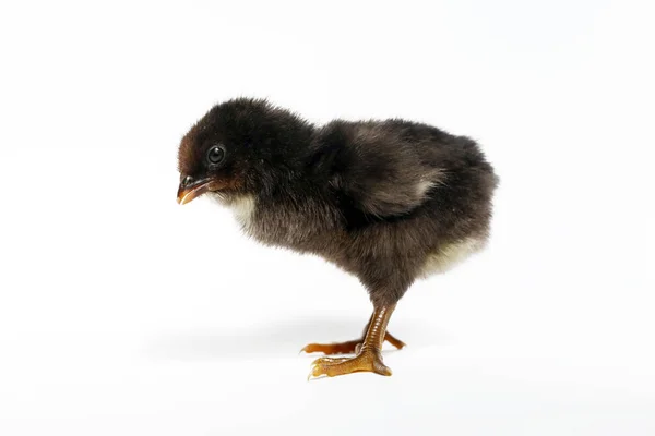 Mignon Poulet Bébé Sur Blanc — Photo