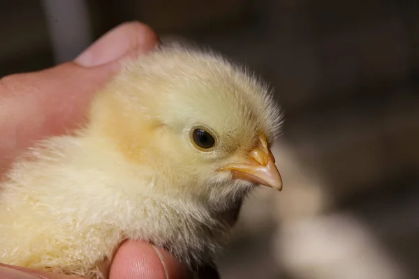 Aranyos Baby Csirke Kezében — Stock Fotó
