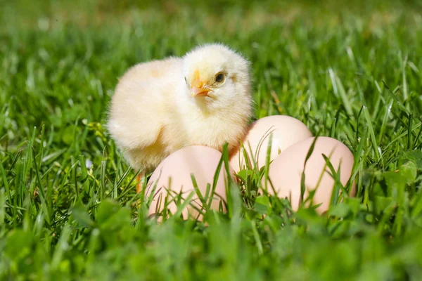 Niedliche Baby Hühner Auf Der Wiese — Stockfoto