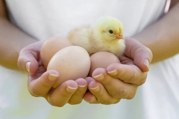 Niedliche Baby Huhn Den Händen — Stockfoto