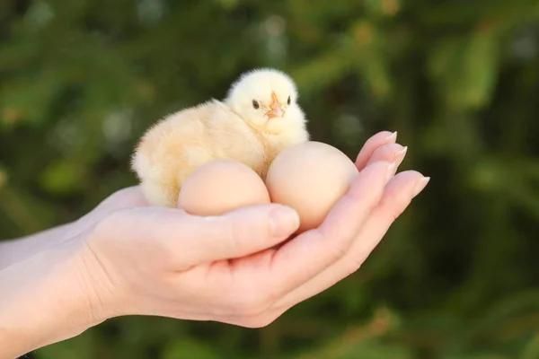 Cute Baby Kurczaka Rękach — Zdjęcie stockowe
