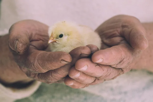 Niedliche Baby Huhn Den Händen — Stockfoto