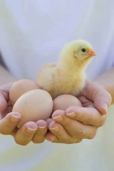 Lindo Pollo Bebé Las Manos —  Fotos de Stock