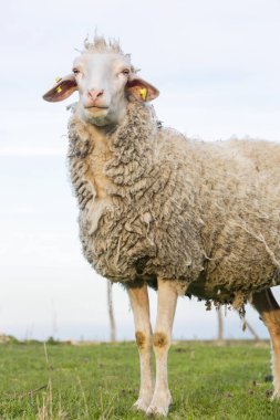 Çiftlikteki koyunlar