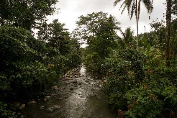 Нетронутая Природа Джунгли Река Бали — стоковое фото