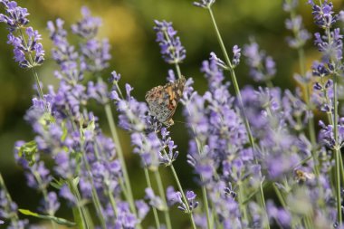 Kelebek lavanta, bahçede yaz, samimi açık hava fotoğrafçılığı