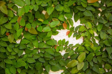 Yeşil yaprak bitki ile kaplı duvar