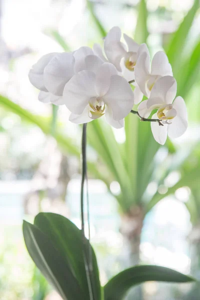 Weiße Orchidee Blumentopf Auf Dem Balkon — Stockfoto